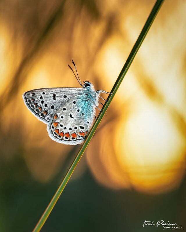 Lycaenidaephoto preview