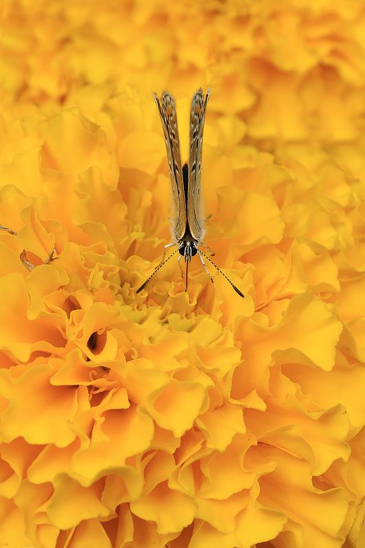 Untitled#***photo preview