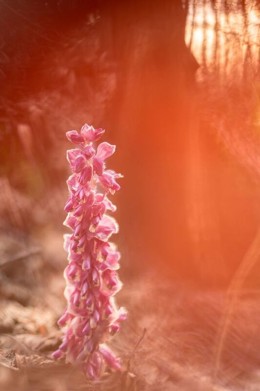 петров крест, розовые цветы Паразитная нежностьphoto preview