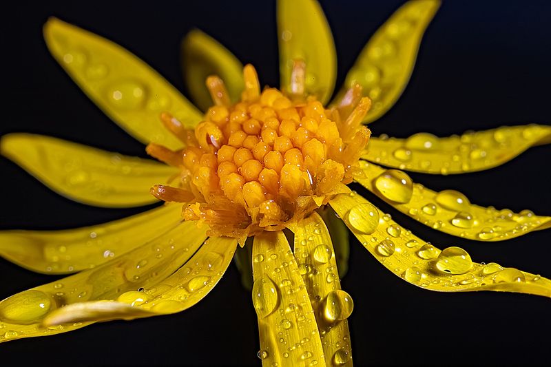 растения, цветы, крестовник якоба Цветок крестовника Якоба фото превью