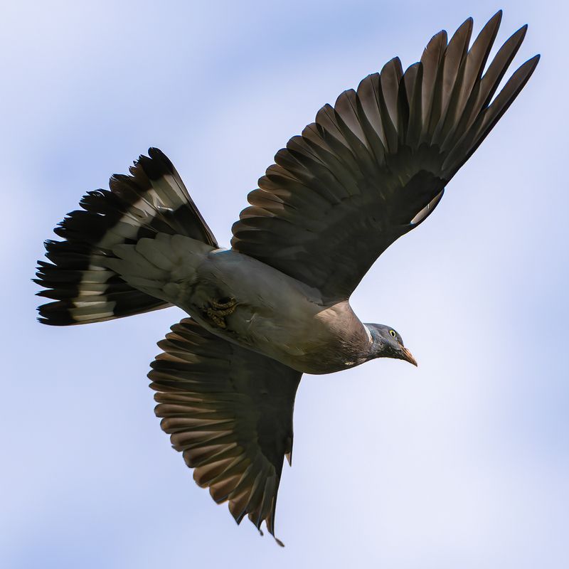 Горлица в полете фото превью