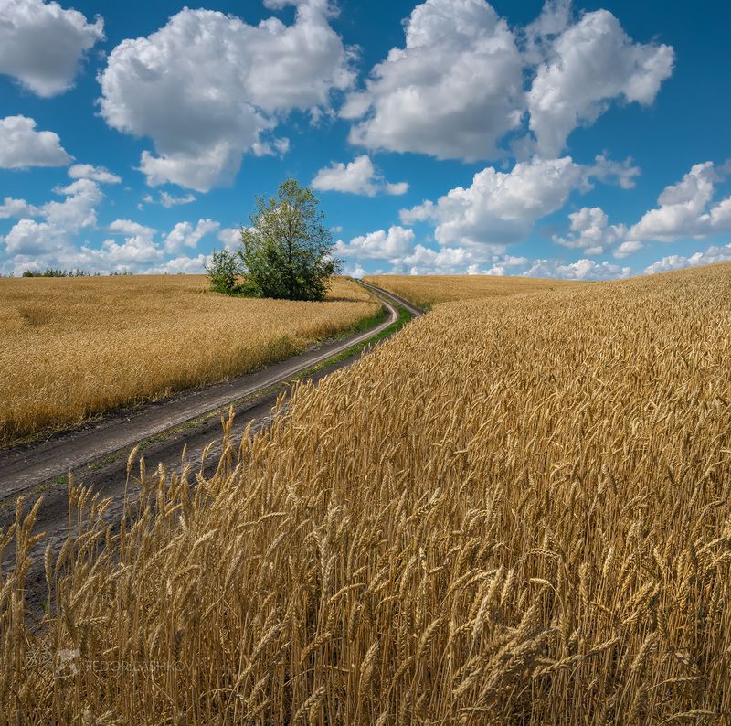 белгородская область, белогорье, поле, полевое, просёлочная дорога, пшеница, зерно, сельское хозяйство, облака, днём, дневное, Дорога домойphoto preview