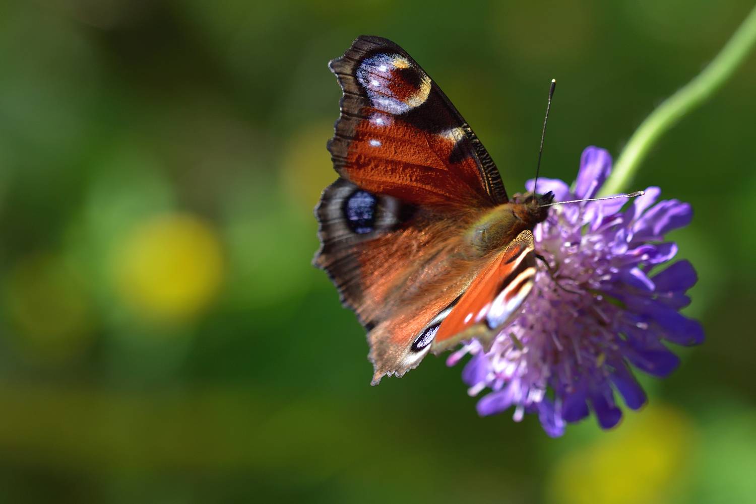 , Корнейчук Игорь