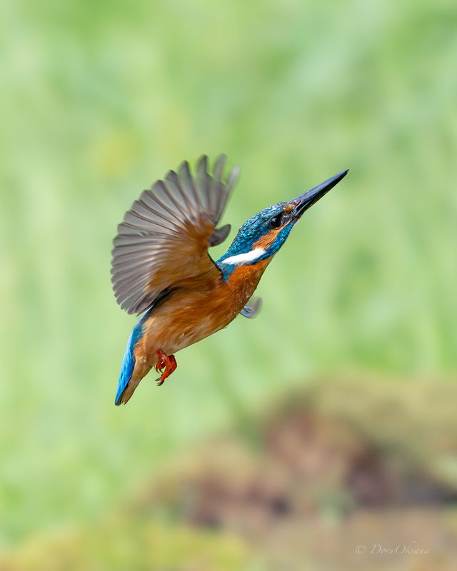 зимородок, птица, в, полете, kingfisher, bird, in, flight Взмывая вверхphoto preview