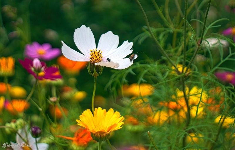 Июль...photo preview