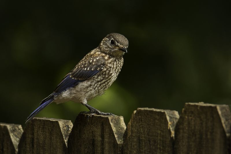 Juvenile Eastern Bluebirdphoto preview