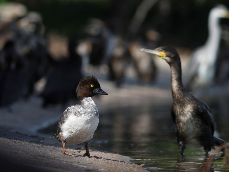 обыкновенный гоголь, гоголь, утка, bucephala clangula, common goldeneye, большой баклан, баклан, phalacrocorax carbo, great cormorant, cormorant, куршская коса, куршский залив Свой среди чужихphoto preview
