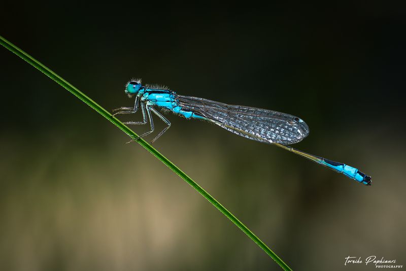 Coenagrion puellaphoto preview
