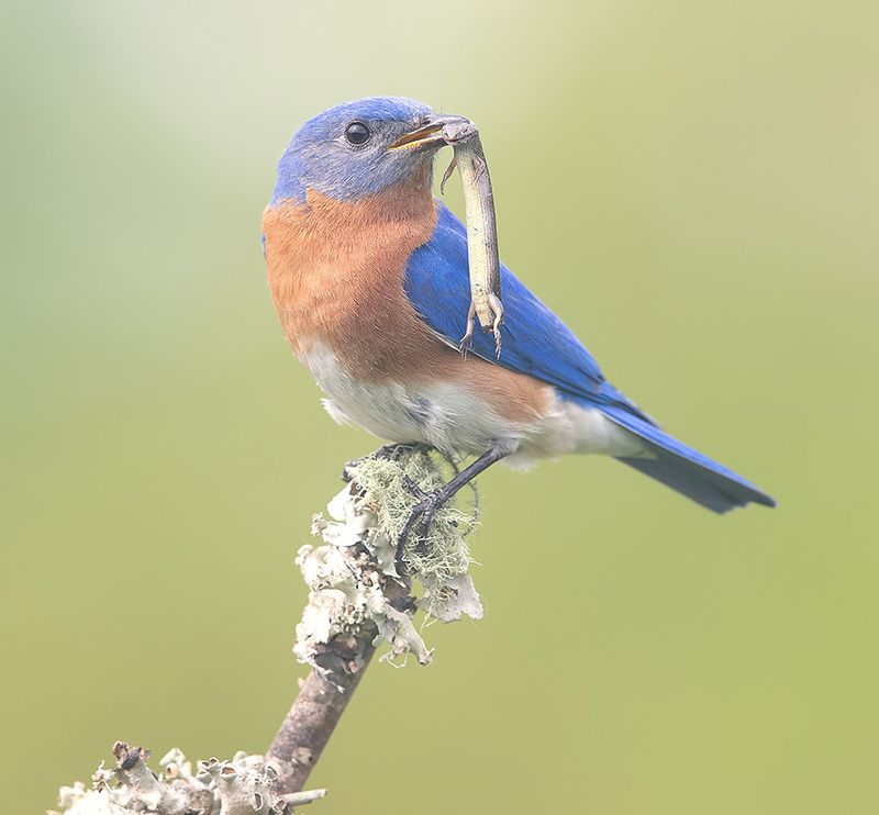 восточная сиалия, eastern bluebird,bluebird Восточная сиалия поймал ящерицу - Eastern Bluebird catches Lizardphoto preview
