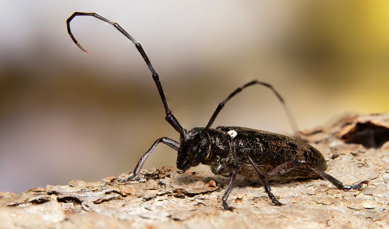 макрофото, макрофотографии, фотомакро, насекомые, макромир, макрофотограф, макроаддикт, макро_мир, naturelovers, naturelover, naturephotography, macrolove, macro_love, biodiversity, macrophotography, macro, macronature, entomology, arthropods, arthropod,  Monochamus scutellatus фото превью