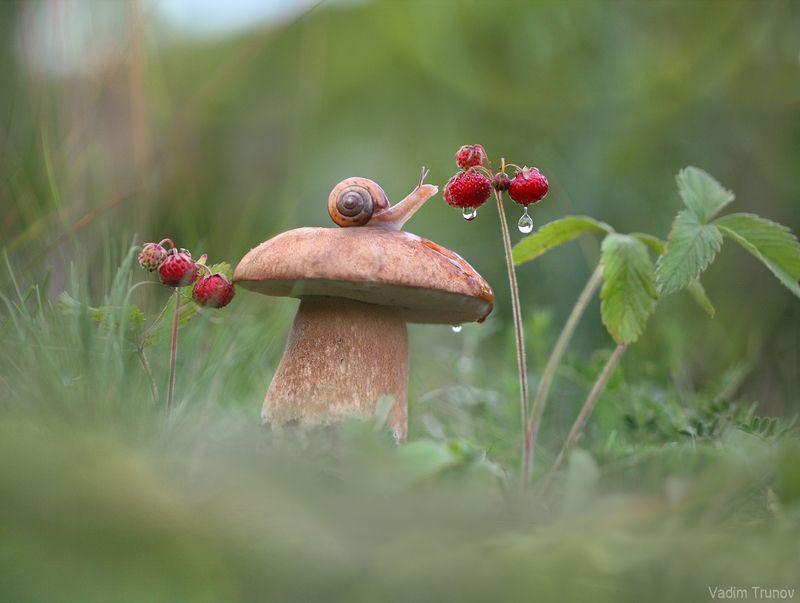 улитка, гриб, земляника После дождя фото превью