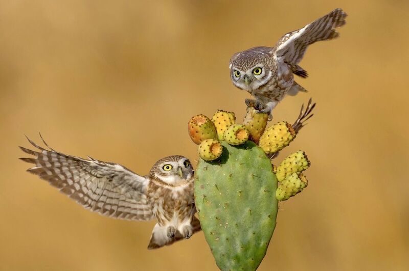 The battle  фото превью