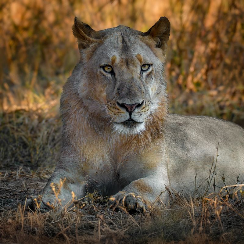 Król buszuphoto preview