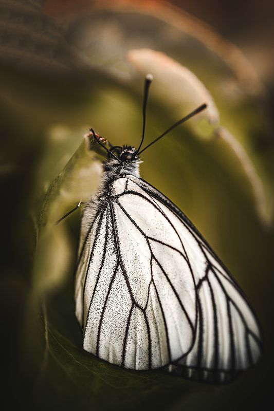 Боярышницаphoto preview