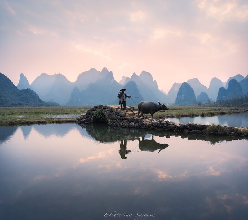 Фермер и буйволphoto preview