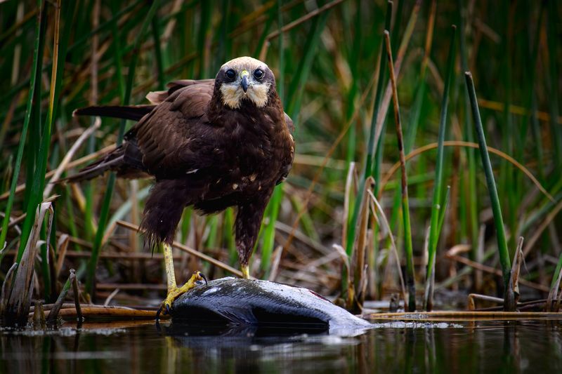 #болотныйлунь Это моя добыча... фото превью