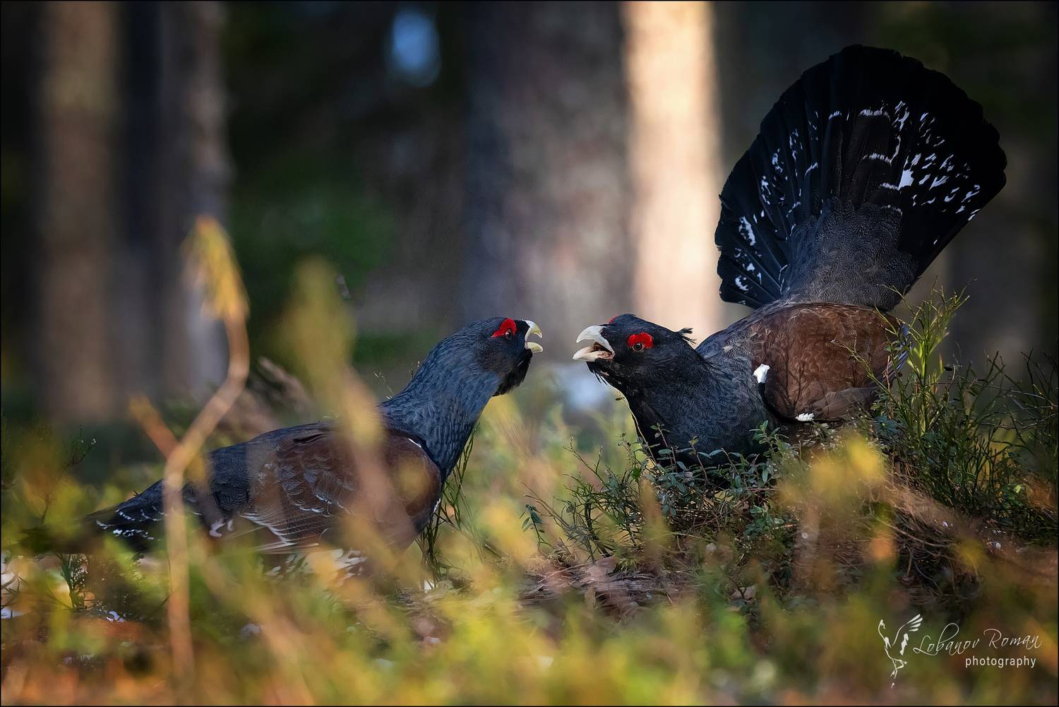 , Лобанов Роман