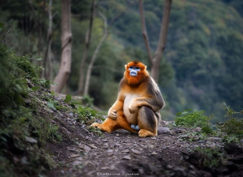 Золотистая курносая обезьянаphoto preview