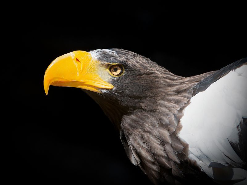 Белоплечий орлан фото превью