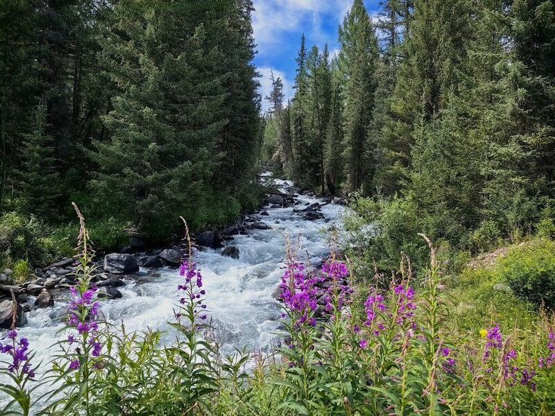 природа,алтай,река тюнь,растения, иван чай,деревья,ели Иван чай на берегу реки Тюньphoto preview