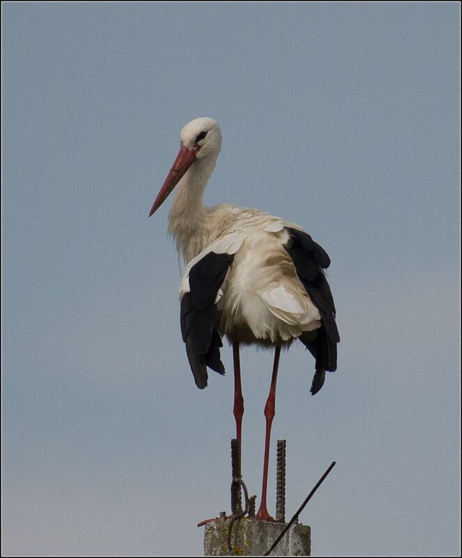москва, июль, парк, птица Белый аистphoto preview