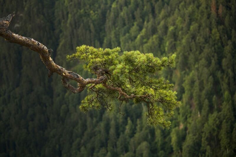 Horizontal, Tree, Nature, Mountain, Forest, Plant, Landscape, Nature Pine tree in Sokolica фото превью