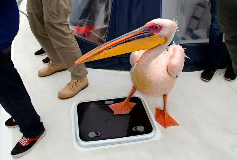 Пассажирphoto preview