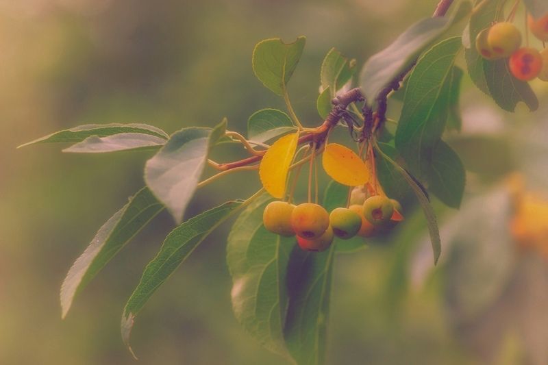 яблоня Преддверие осениphoto preview