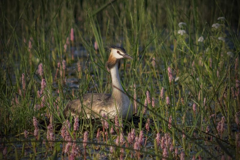 Чомга.photo preview