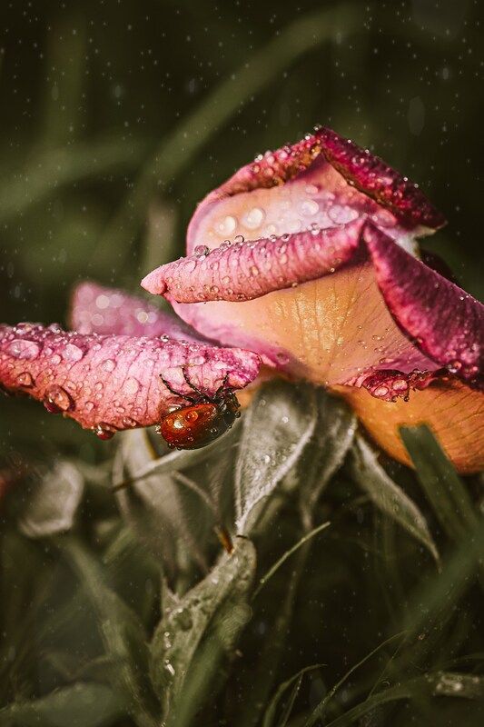 Листоедphoto preview