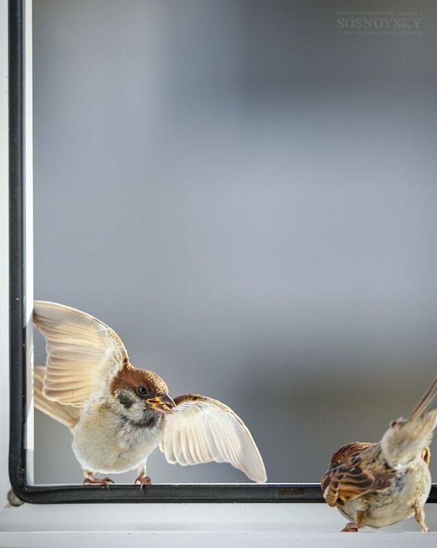 Вооот такую щуку я поймал!photo preview