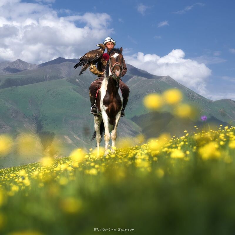 Беркутphoto preview