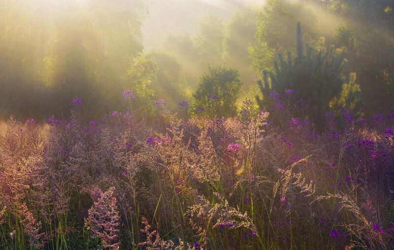 кострома, костромская область, костромской район, природа, утро, рассвет Летним утром туманы душистыеphoto preview