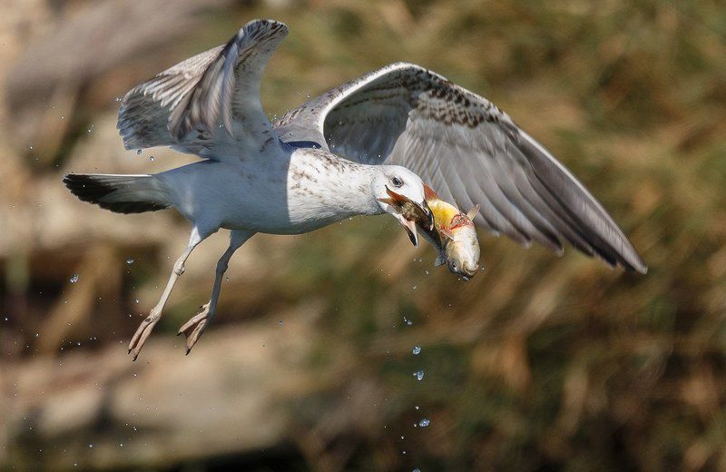 Завтрак, съешь сам!photo preview