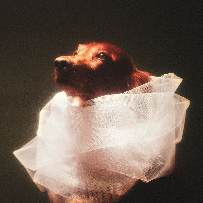 животные, собака, сеттер, ирландский, портрет, арт, свет,  Ночьphoto preview