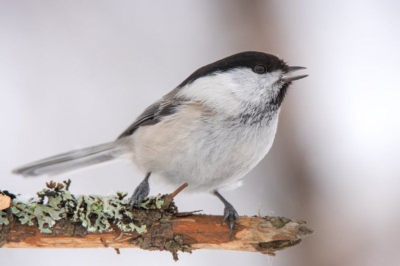 гаичка, коми, печора, птицы, фотоохота Гаичкины портретыphoto preview