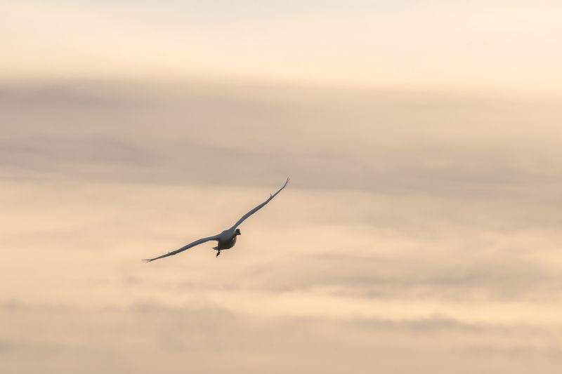 весна, лебеди, канада, калгари, альберта Полет домойphoto preview