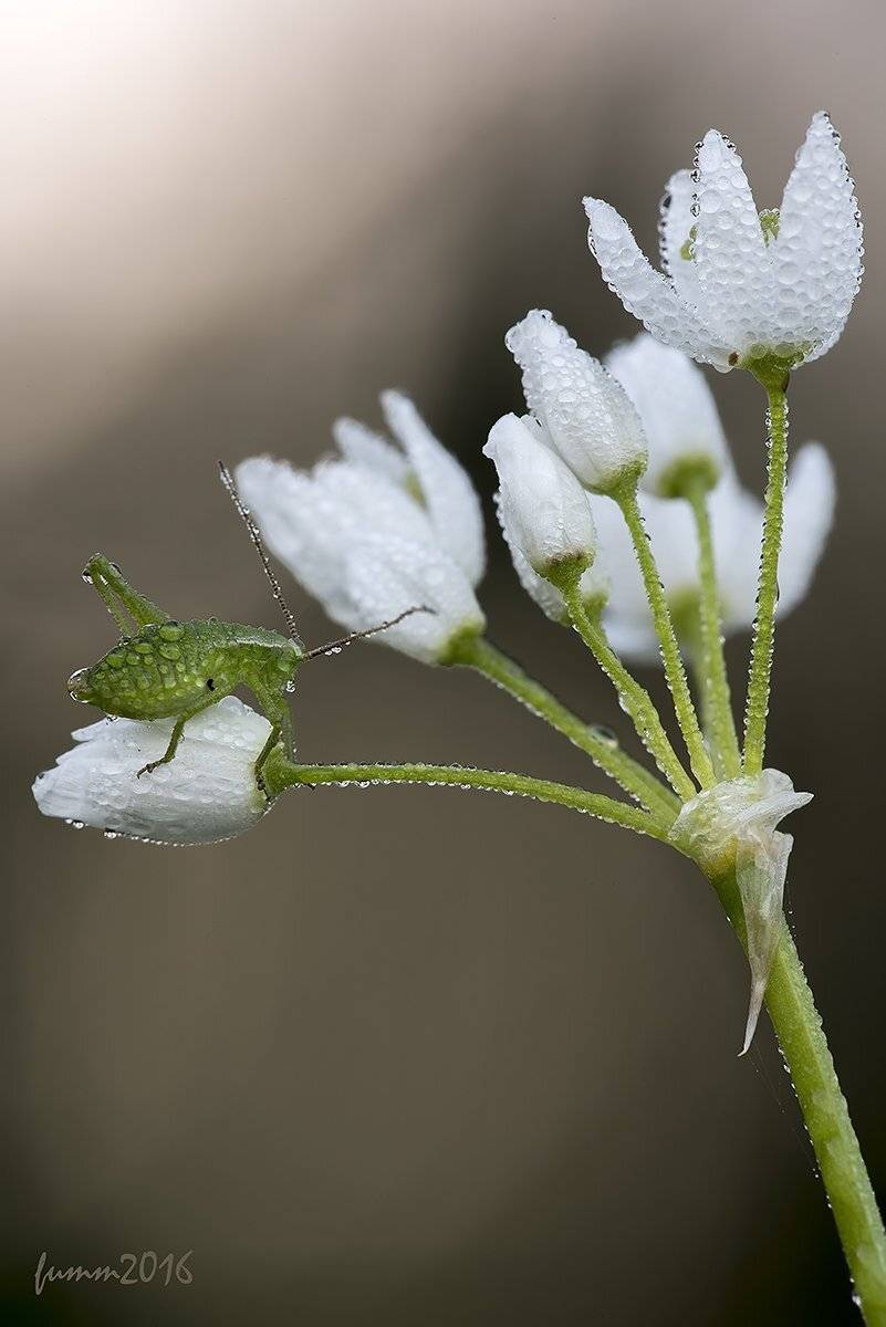 , Игорь ФУММ