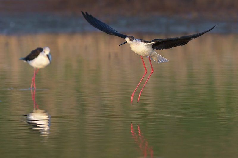 skydragon, кокилобегач, ходулочник Ходулочники фото превью