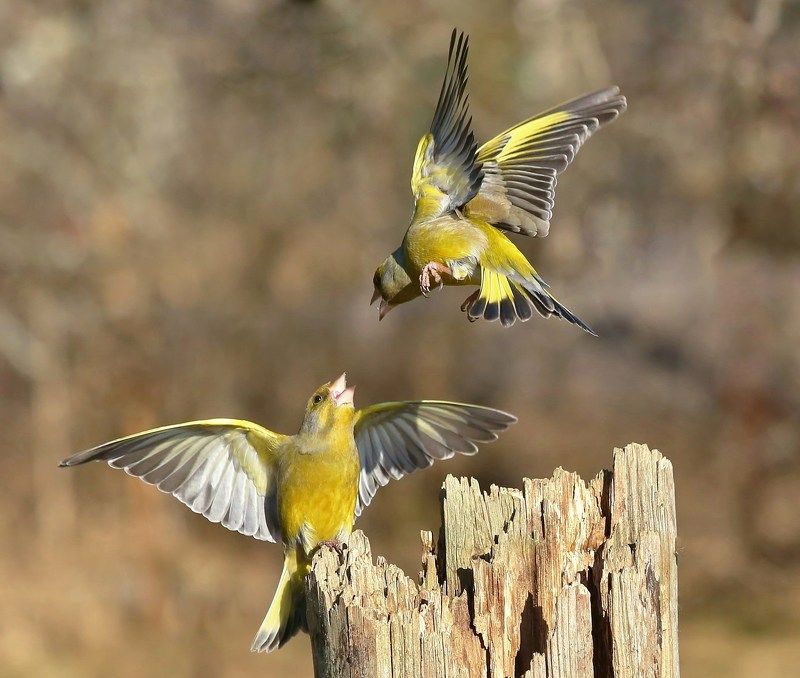 весеннее настроениеphoto preview