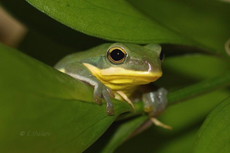 Chinese flying frog, Frog, Rhacophorus dennysi, Амфибии, Веслоног, Исполинский веслоног, Квакша, Лягушка Исполинский веслоногphoto preview
