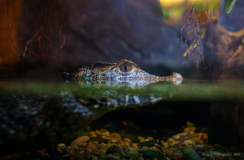 Посмотрим кто пришелphoto preview