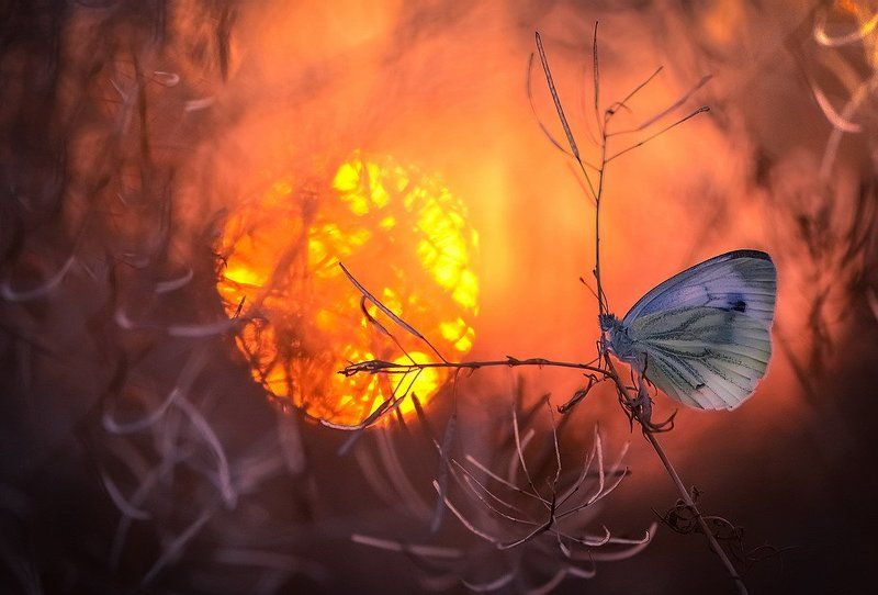 …Я подарю своим друзьям из сердца солнышка кусочек.photo preview