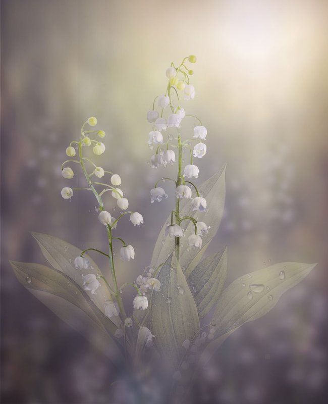 восход, ландыш, цветы белые Ландышиphoto preview