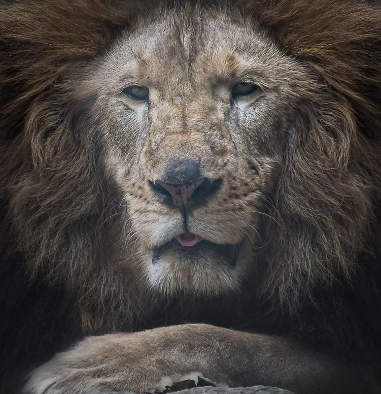 Animalsphoto preview