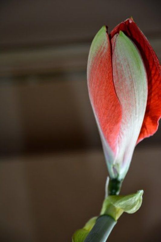 гиппеаструм, род амариллисовые, сказка, цветок, красота, из легенды Жила-была Нимфа...photo preview