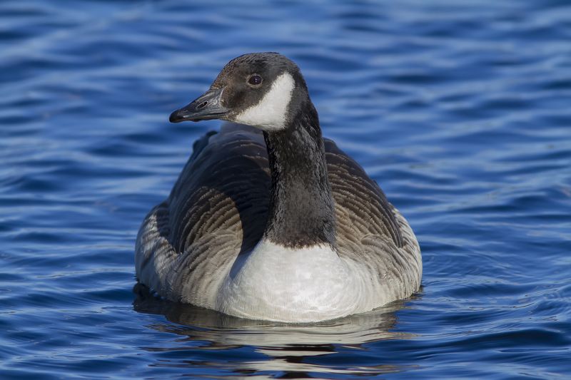 Казарка, птицы Канадская казаркаphoto preview