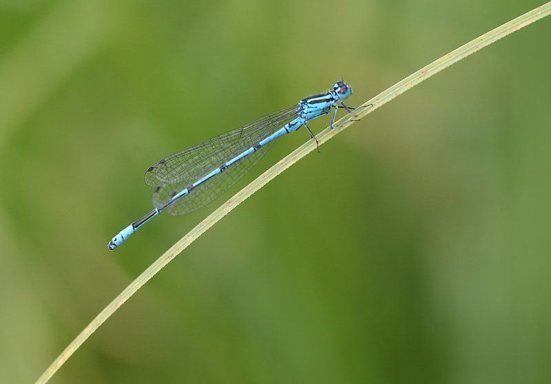 Стрелкаphoto preview