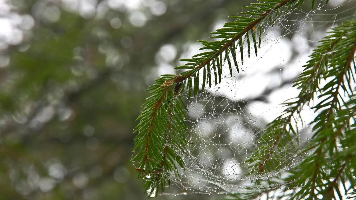 Это Осень. Автор: IliaV , IliaV