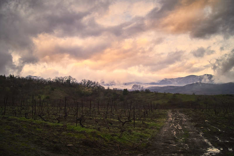 Пейзаж, Россия, Крым, Ялта, Гурзуф, Горы, Виноград, Виноградник, Снег, Облака, Весна, Лужи, Закат, Пасмурно, Дождь Весной на виноградникахphoto preview